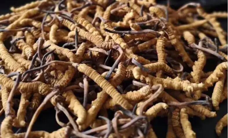 新鮮冬蟲(chóng)夏草怎么保存，鮮草怎么吃？