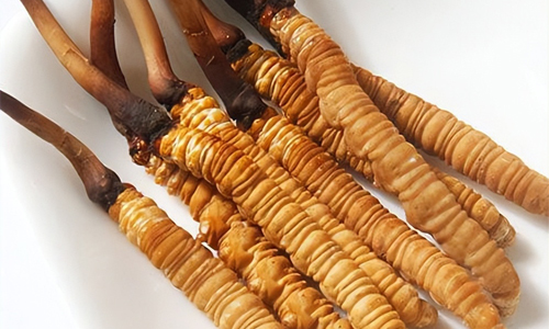 冬蟲夏草的吃法，冬蟲夏草的家常做法