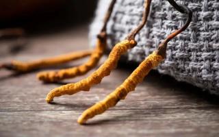 冬蟲夏草的真實(shí)作用，冬蟲夏草主要有什么成分