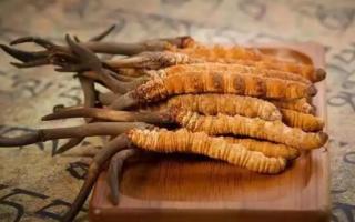 冬蟲(chóng)夏草是新的好還是陳的好，冬蟲(chóng)夏草是新鮮的好還是曬干的好