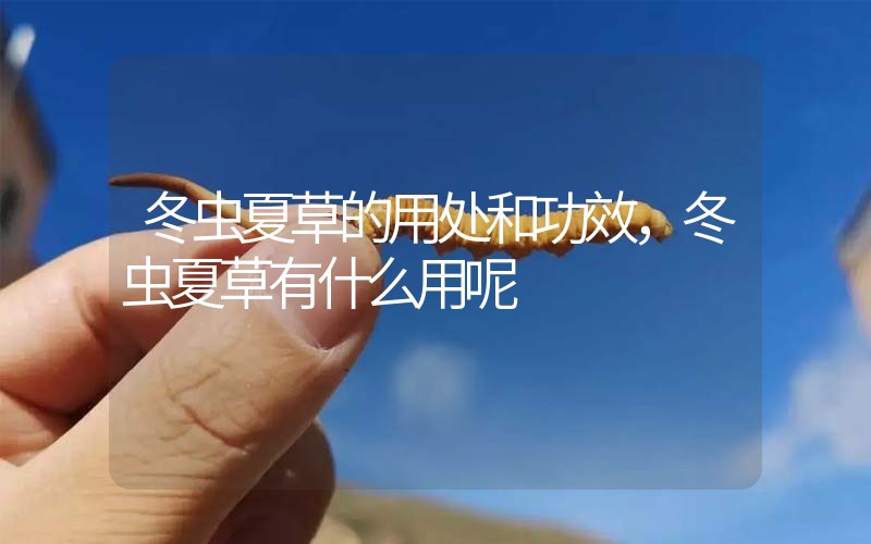 冬蟲夏草的用處和用法，冬蟲夏草有什么用呢