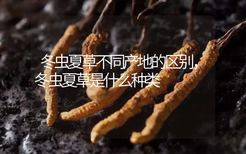 冬蟲(chóng)夏草不同產(chǎn)地的區(qū)別，冬蟲(chóng)夏草是什么種類