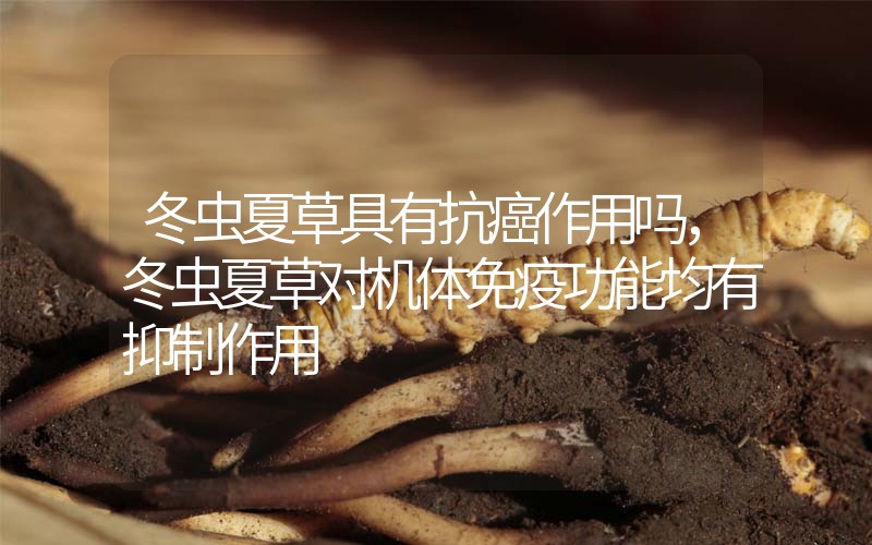冬蟲(chóng)夏草具有抗癌作用嗎，冬蟲(chóng)夏草對(duì)機(jī)體免疫功能均有抑制作用