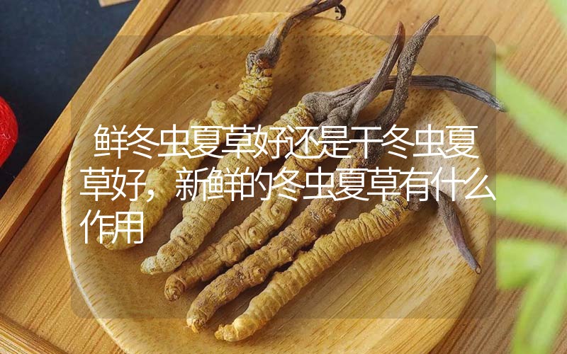 鮮冬蟲夏草好還是干冬蟲夏草好，新鮮的冬蟲夏草有什么作用