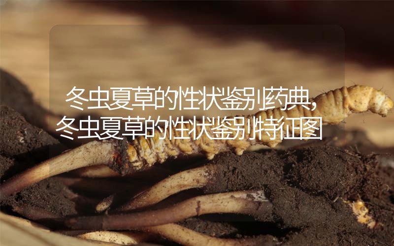 冬蟲夏草的性狀鑒別藥典，冬蟲夏草的性狀鑒別特征圖