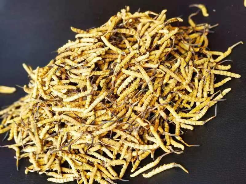 冬蟲夏草哪幾種食用方法比較好呢？推薦幾種參考