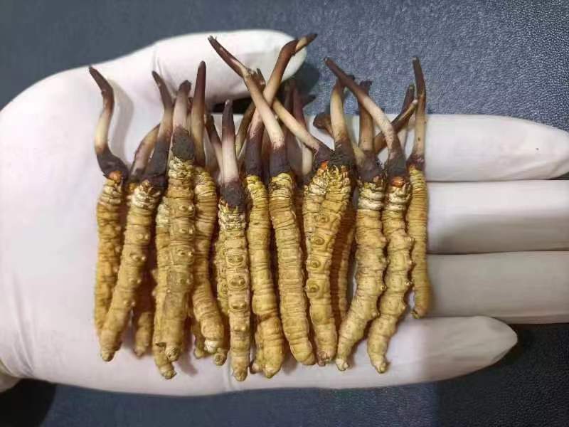 西藏那曲的冬蟲夏草多少錢一克呢？如何判斷真假