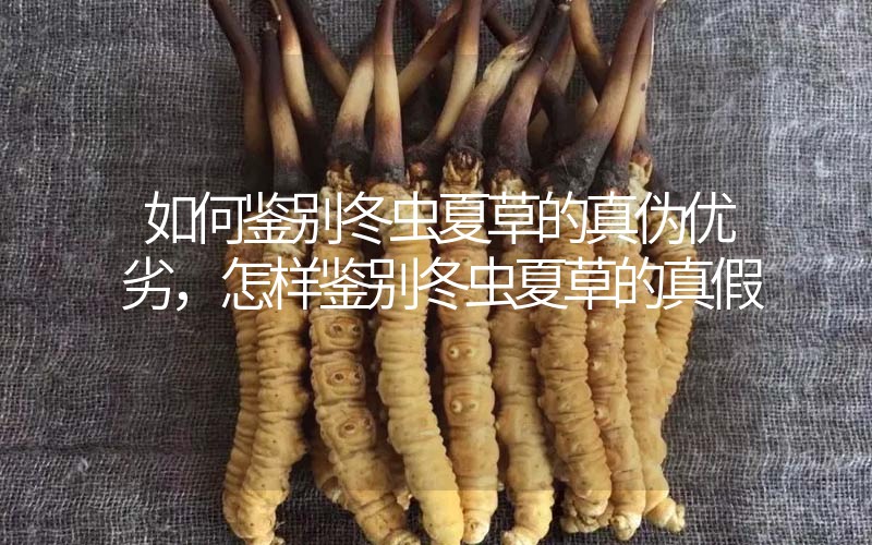如何鑒別冬蟲夏草的真?zhèn)蝺?yōu)劣，怎樣鑒別冬蟲夏草的真假