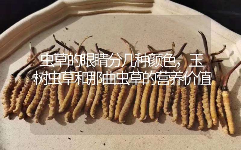 蟲(chóng)草的眼睛分幾種顏色，玉樹(shù)蟲(chóng)草和那曲蟲(chóng)草的營(yíng)養(yǎng)價(jià)值