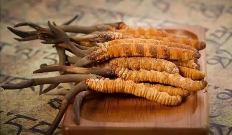 鮮蟲草和干蟲草，應(yīng)該怎么選擇？