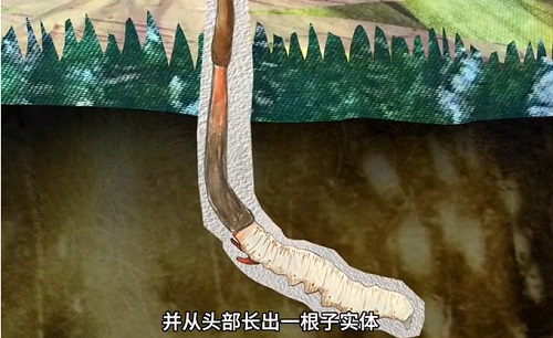 冬蟲夏草到底是蟲還是草？你猜到了嗎？
