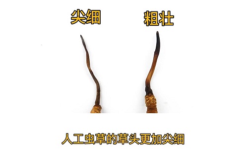 人工蟲草和野生蟲草如何分辨？人工冬蟲夏草怎么鑒別