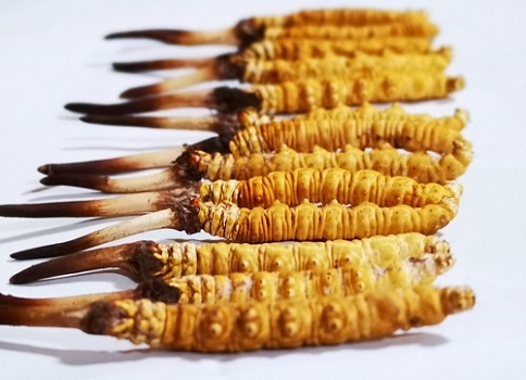 新鮮冬蟲夏草多少錢一根？吃什么樣的好呢