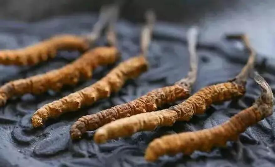 頭期冬蟲(chóng)夏草、中期蟲(chóng)草和末期蟲(chóng)草，應(yīng)該如何選擇？