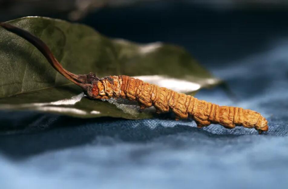 冬蟲夏草的由來，冬蟲夏草是怎么形成的？