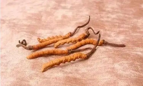 玉樹冬蟲夏草一斤多少錢？玉樹蟲草價(jià)格