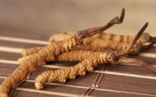 新鮮冬蟲夏草哪里有賣？哪里可以買到新鮮的冬蟲夏草？