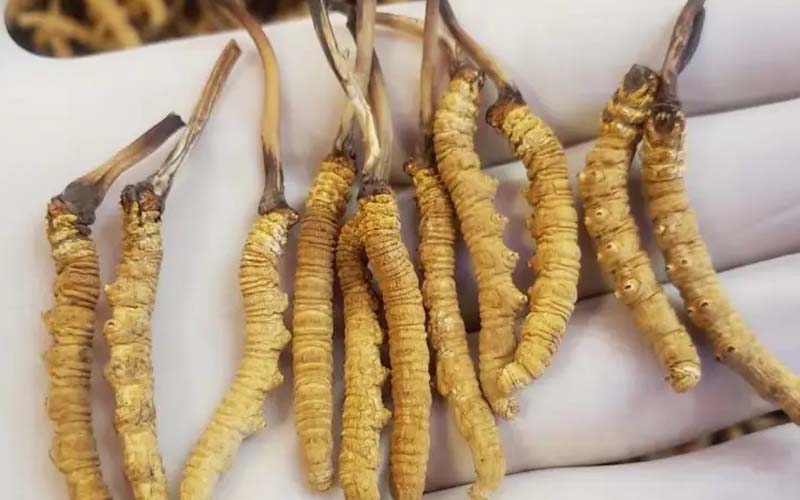 吃冬蟲夏草會過敏嗎？冬蟲夏草禁忌！