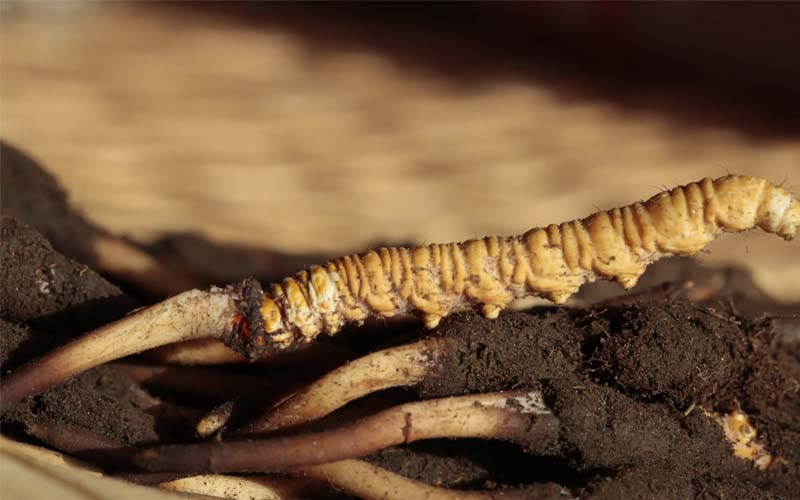 蟲草和冬蟲夏草作用區(qū)別？蟲草就是冬蟲夏草嗎？