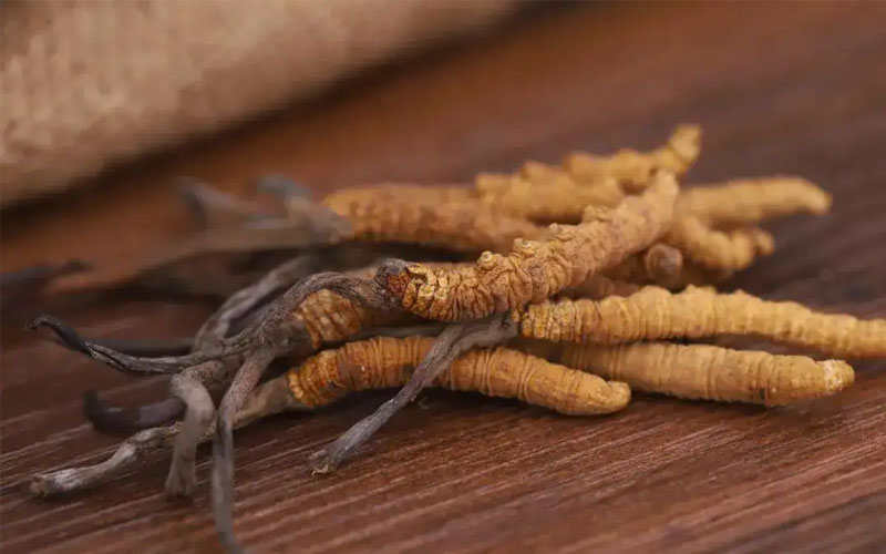 冬蟲夏草怎樣吃效果好？冬蟲夏草的食用方法！