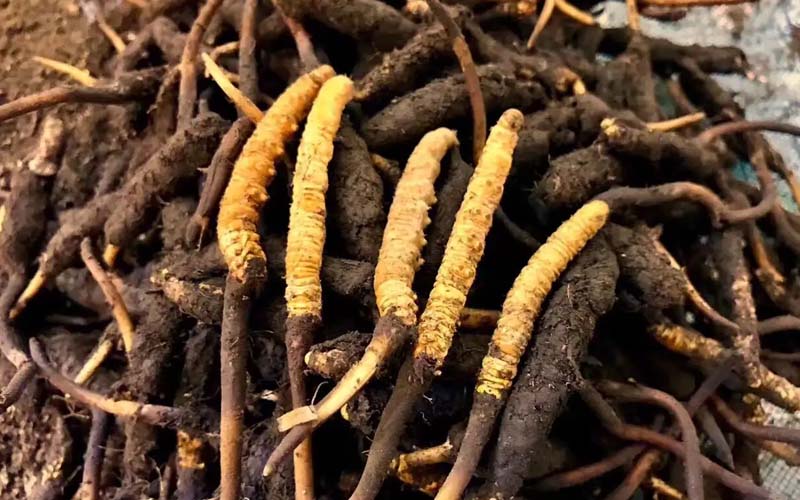 冬蟲(chóng)夏草的鑒別方法有哪些？