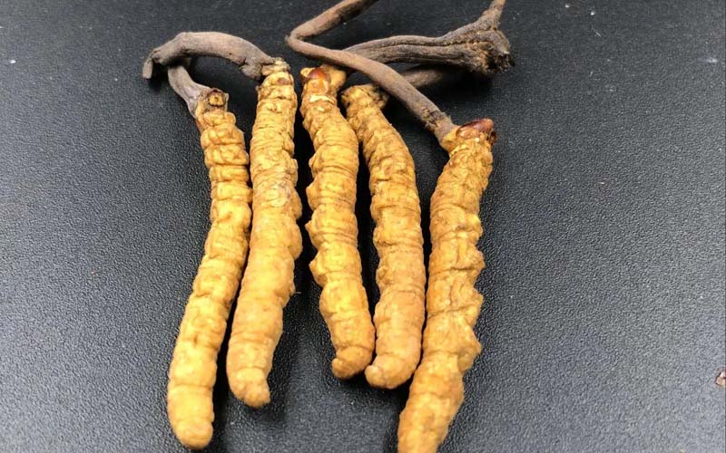 女人服用冬蟲夏草有什么作用？冬蟲夏草對女性的作用  ? ?