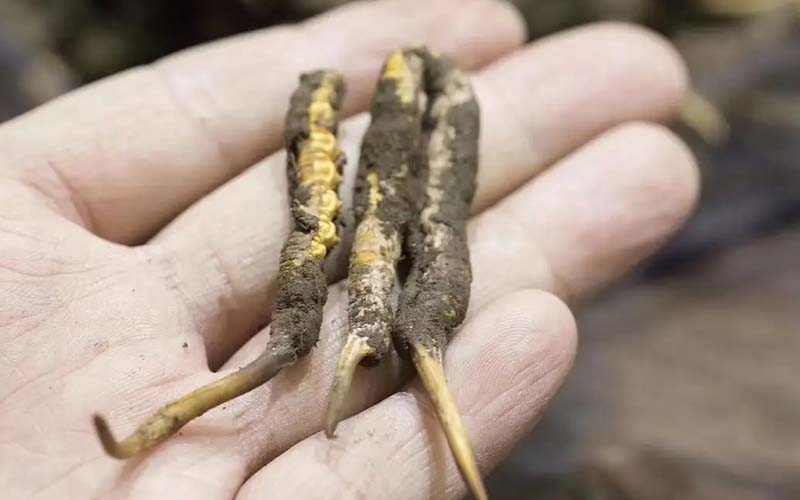 冬蟲夏草一斤多少錢?(2022蟲草價(jià)格表)