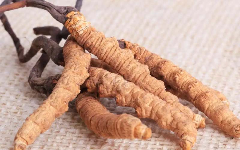 感冒能吃冬蟲(chóng)夏草嗎?(感冒了怎么服用蟲(chóng)草？)