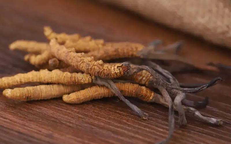 西藏的冬蟲夏草作用如何？