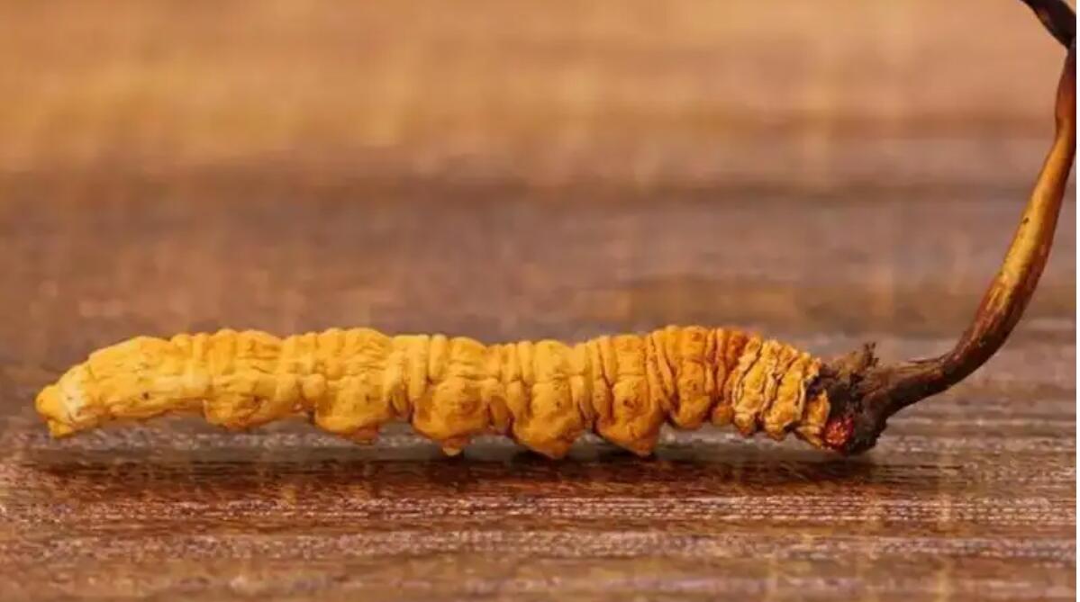 冬蟲夏草普洱茶效果好嗎？