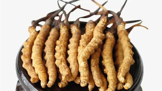 四川冬蟲(chóng)夏草產(chǎn)地分布在哪？