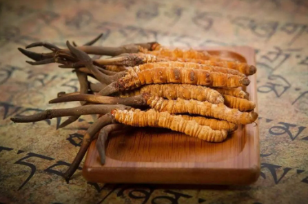 蟲草就是冬蟲夏草嗎？有多少人被假蟲草忽悠