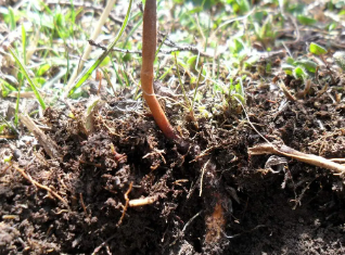 新鮮野生冬蟲夏草是怎么形成的？人工養(yǎng)殖需要哪些條件？