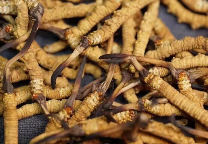 <a href=http://m.sdzhinong.com/ target=_blank class=infotextkey>冬蟲夏草</a>