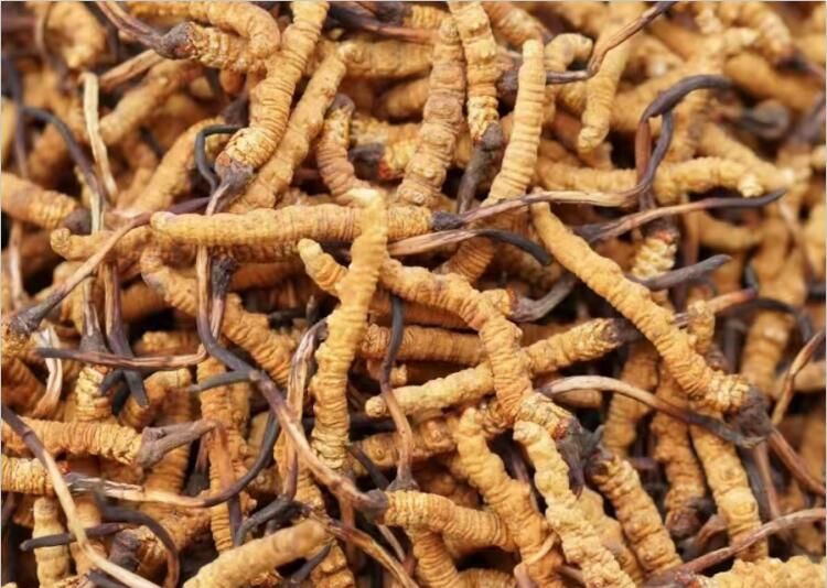 冬蟲(chóng)夏草