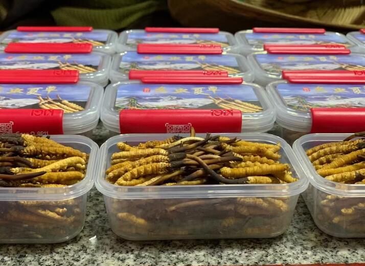 冬蟲(chóng)夏草