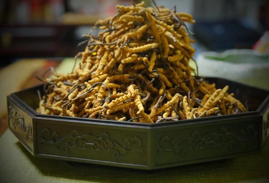 <a href=http://m.sdzhinong.com/ target=_blank class=infotextkey>冬蟲夏草</a>