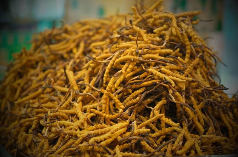 冬蟲夏草的產(chǎn)量為何一年不如一年呢？