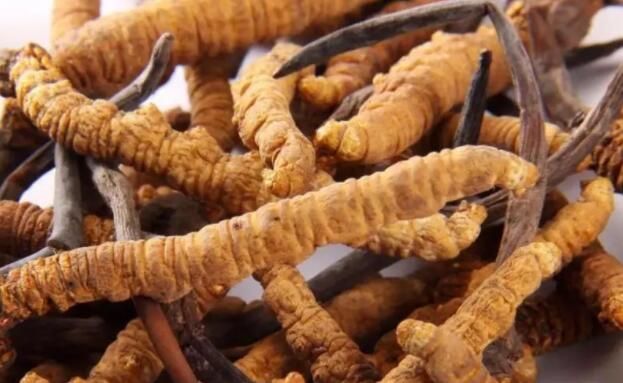 <a href=http://m.sdzhinong.com/chifa/ target=_blank class=infotextkey>冬蟲夏草的吃法</a>