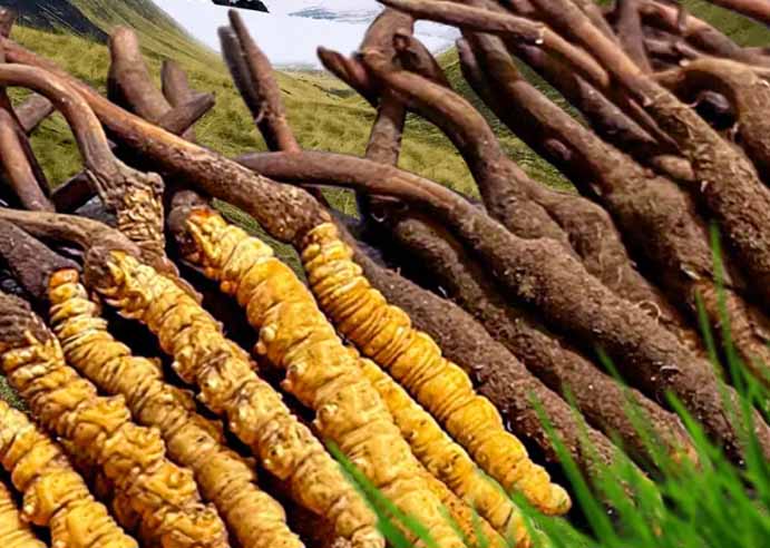 冬蟲(chóng)夏草的選擇和購(gòu)買一定要注意的幾個(gè)地方