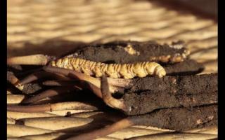 冬蟲夏草“冬補(bǔ)三九，夏補(bǔ)三伏”