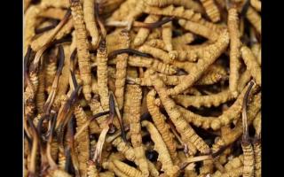 冬蟲夏草的功效與其大小關(guān)系有多大呢？