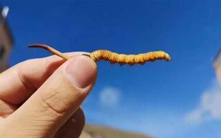 食用冬蟲夏草有哪些禁忌？