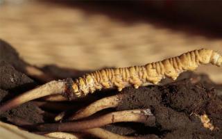 冬蟲夏草價格為什么這么貴？