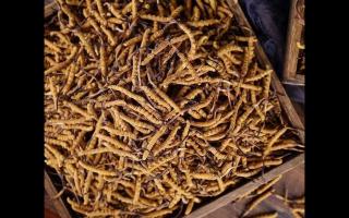 了解一下：冬蟲夏草的產(chǎn)地和采摘方式！