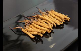 為什么斷的冬蟲夏草會有洞？