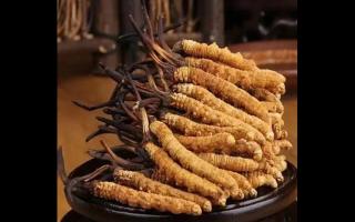 如何判斷冬蟲(chóng)夏草是不是鮮草？