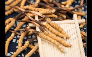 對(duì)話冬蟲(chóng)夏草：為什么新鮮是王道？