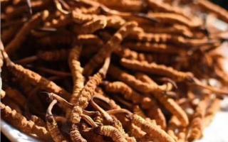 請大家理性對待冬蟲夏草！