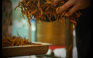 什么是冬蟲夏草？冬蟲夏草的產(chǎn)地以及產(chǎn)量！